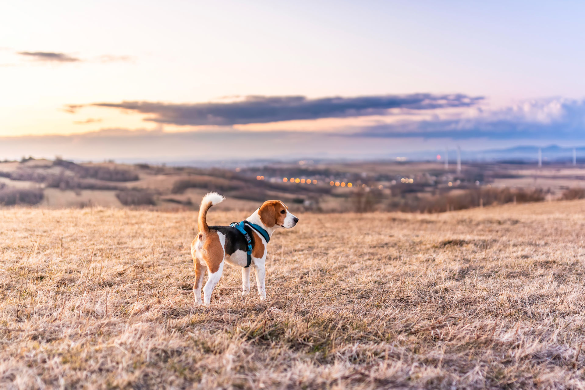Beagle Hund auf den Feldern während des Sonnenuntergangs