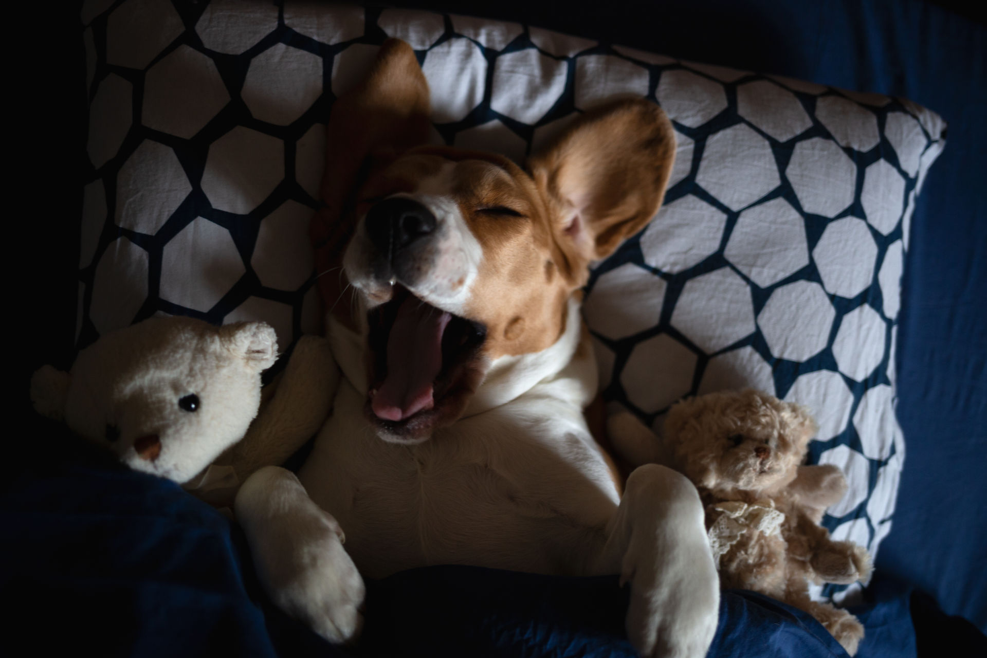 Beagle-Hund liegt mit Stofftieren im Bett und gähnt