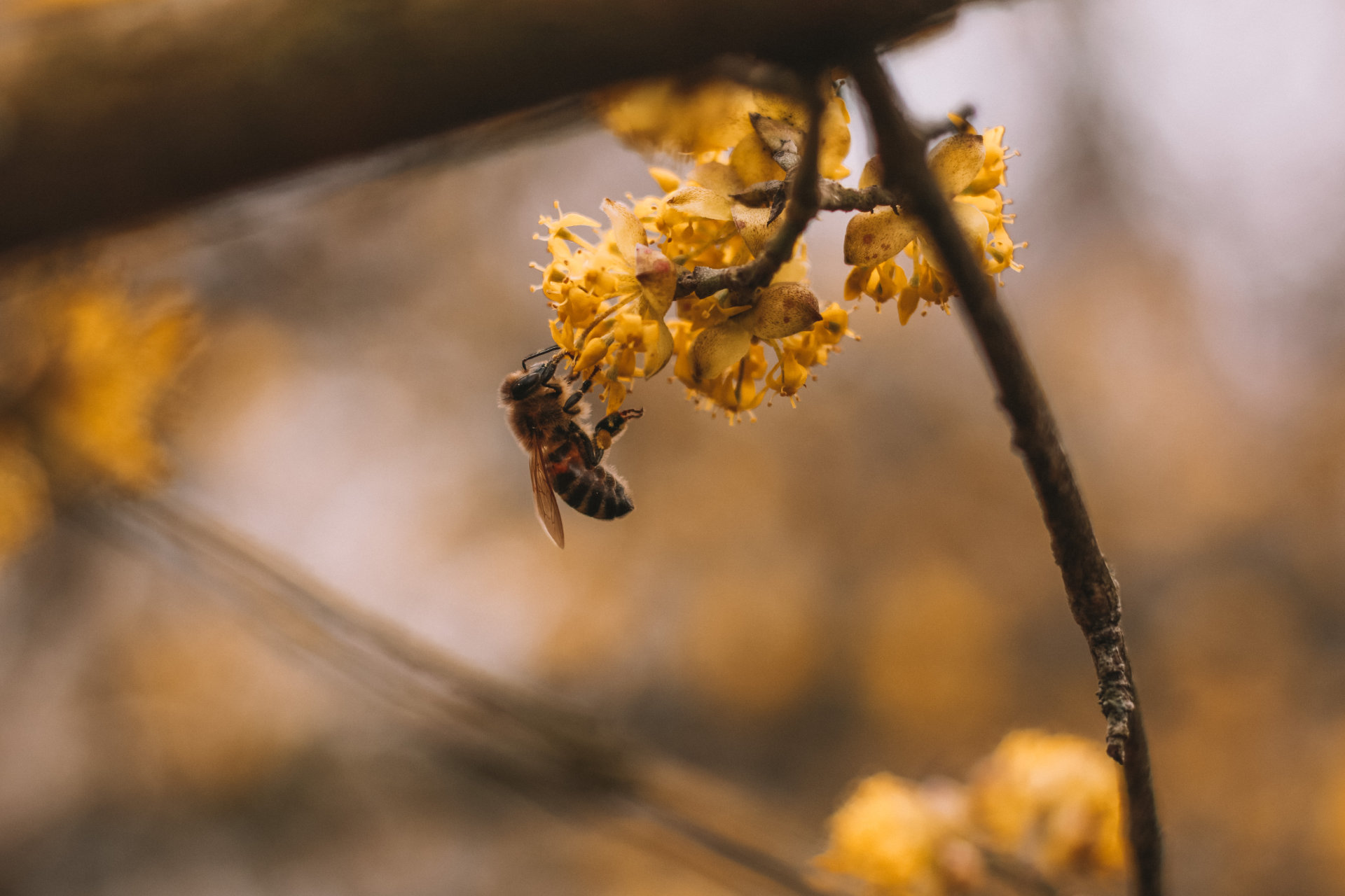 Biene Frühling