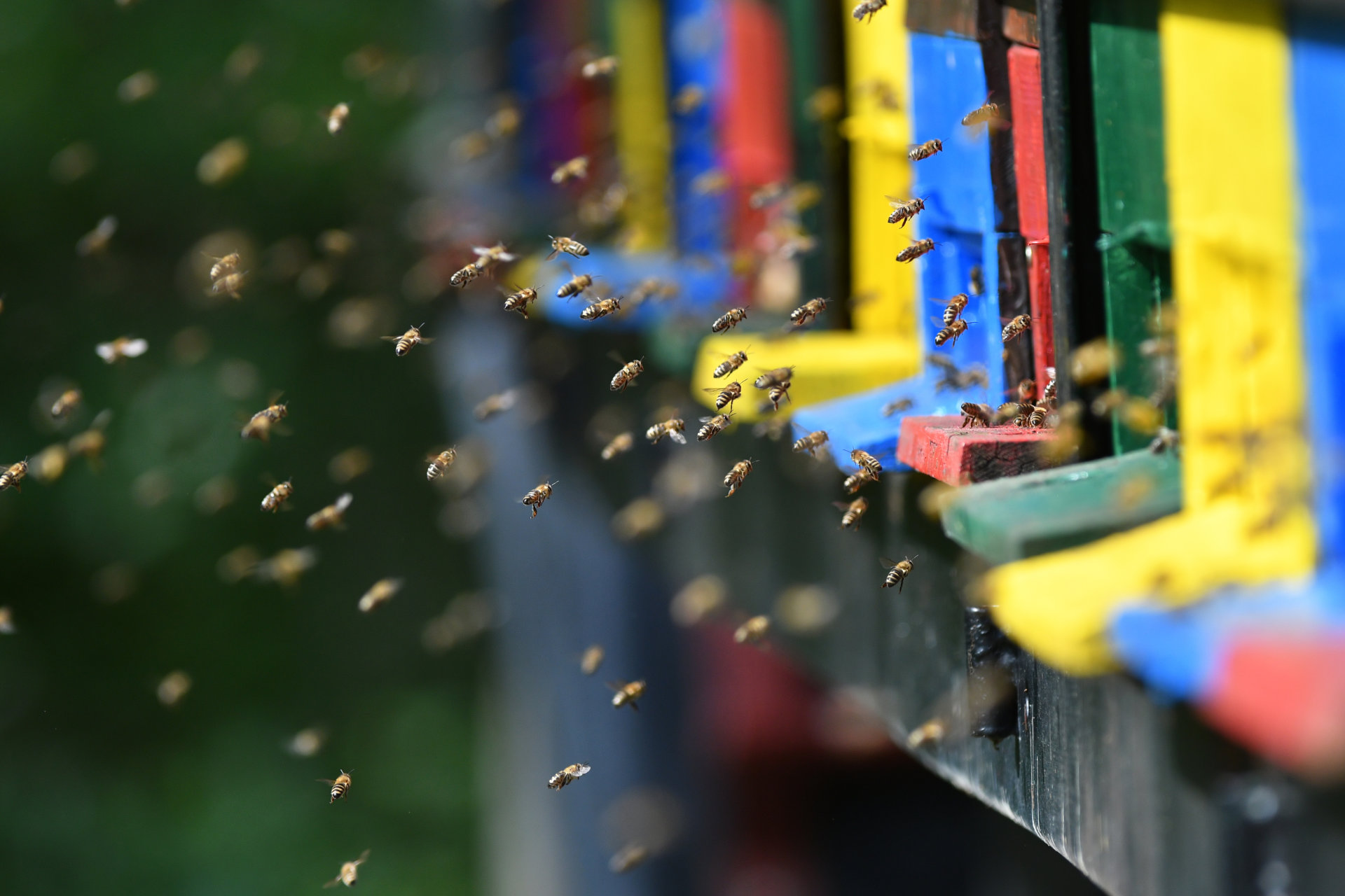 Bienen fliegen um Bienenstock