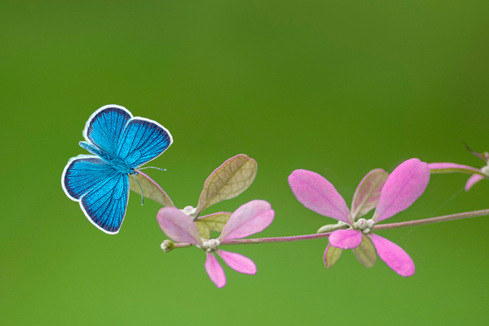 Blauer Schmetterling sitzt auf einer rosa Blume