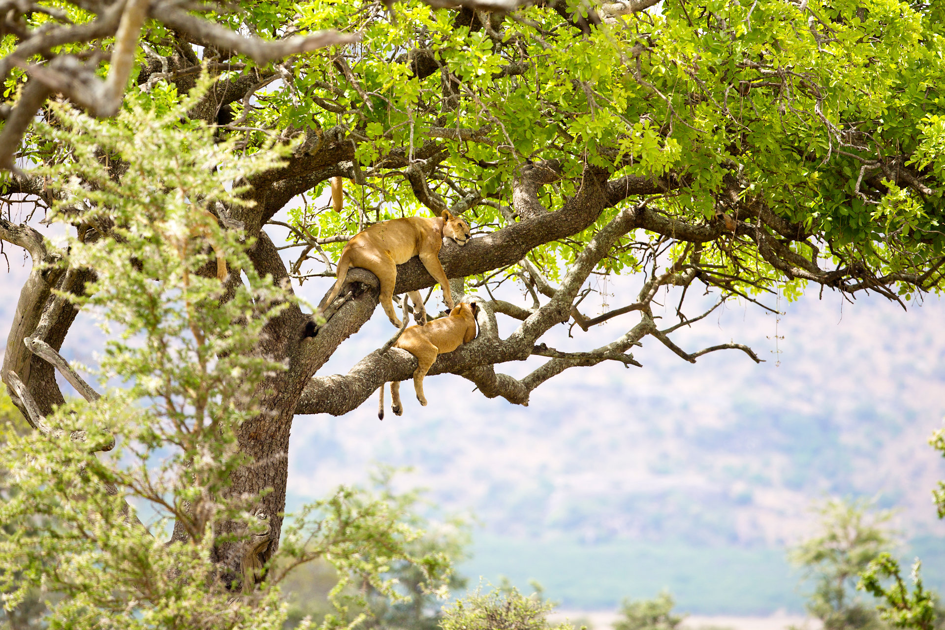 Das Löwenrudel ruht auf dem Baum