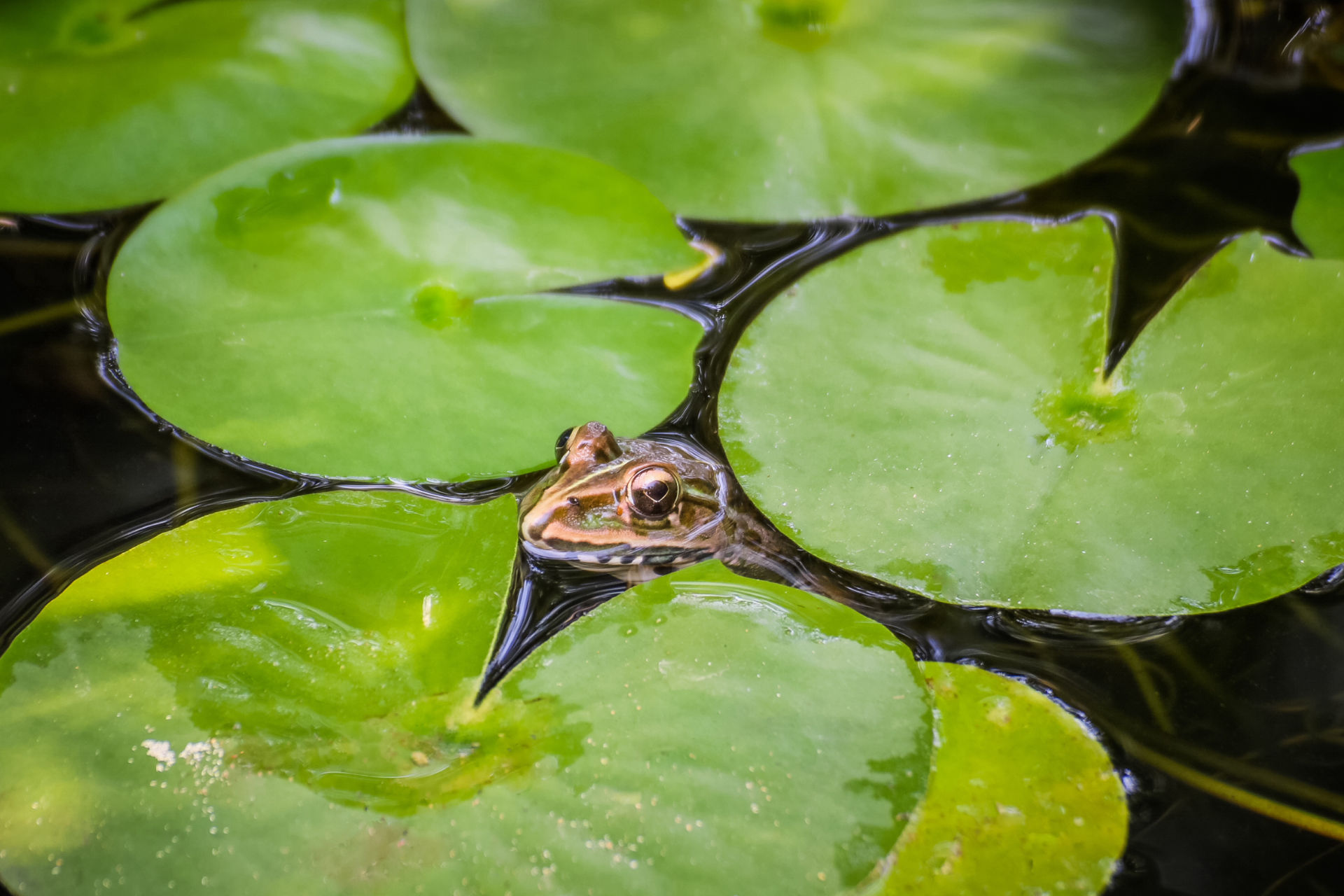 Frosch mit Blatt im Teich