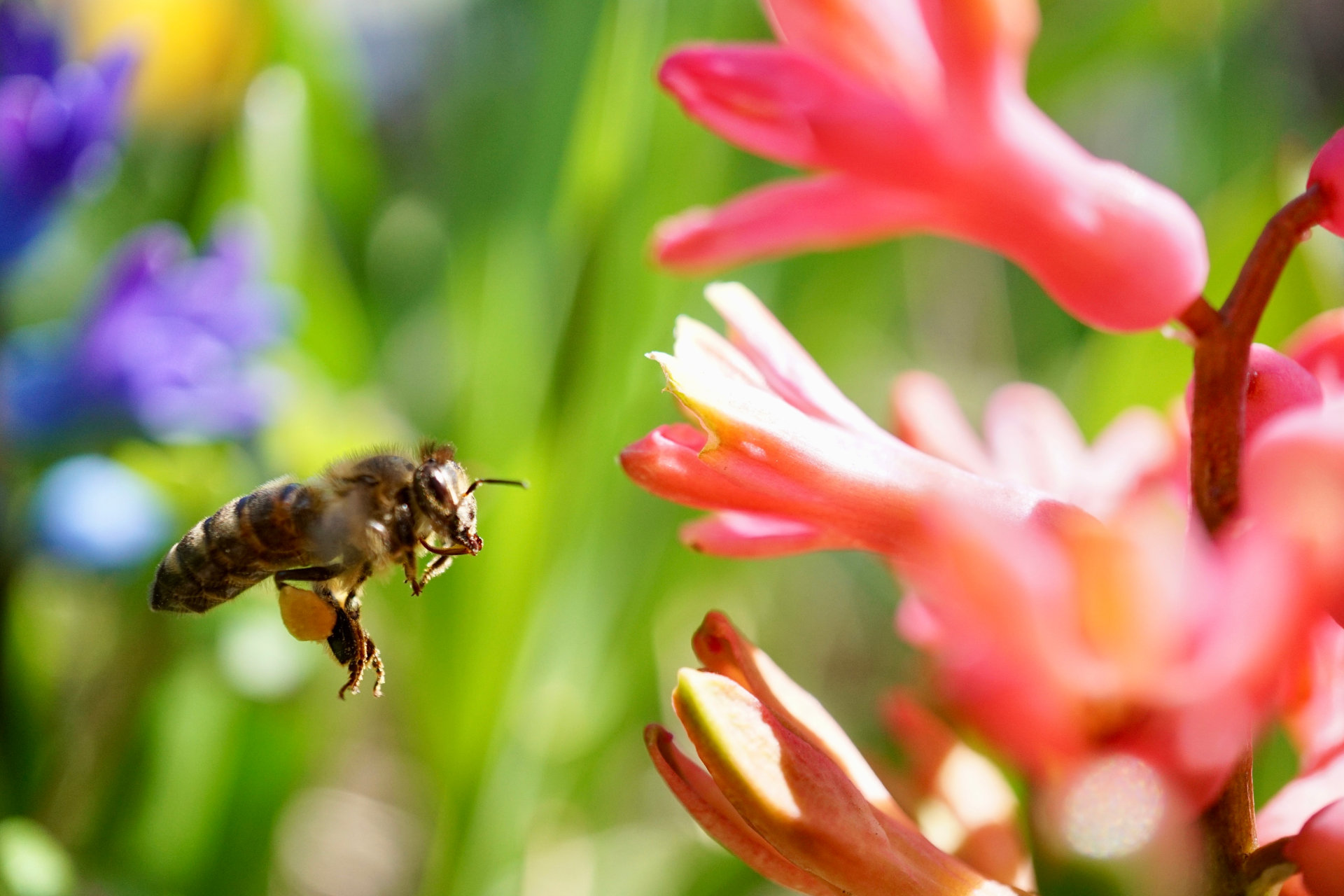 Honigbiene im Frühling