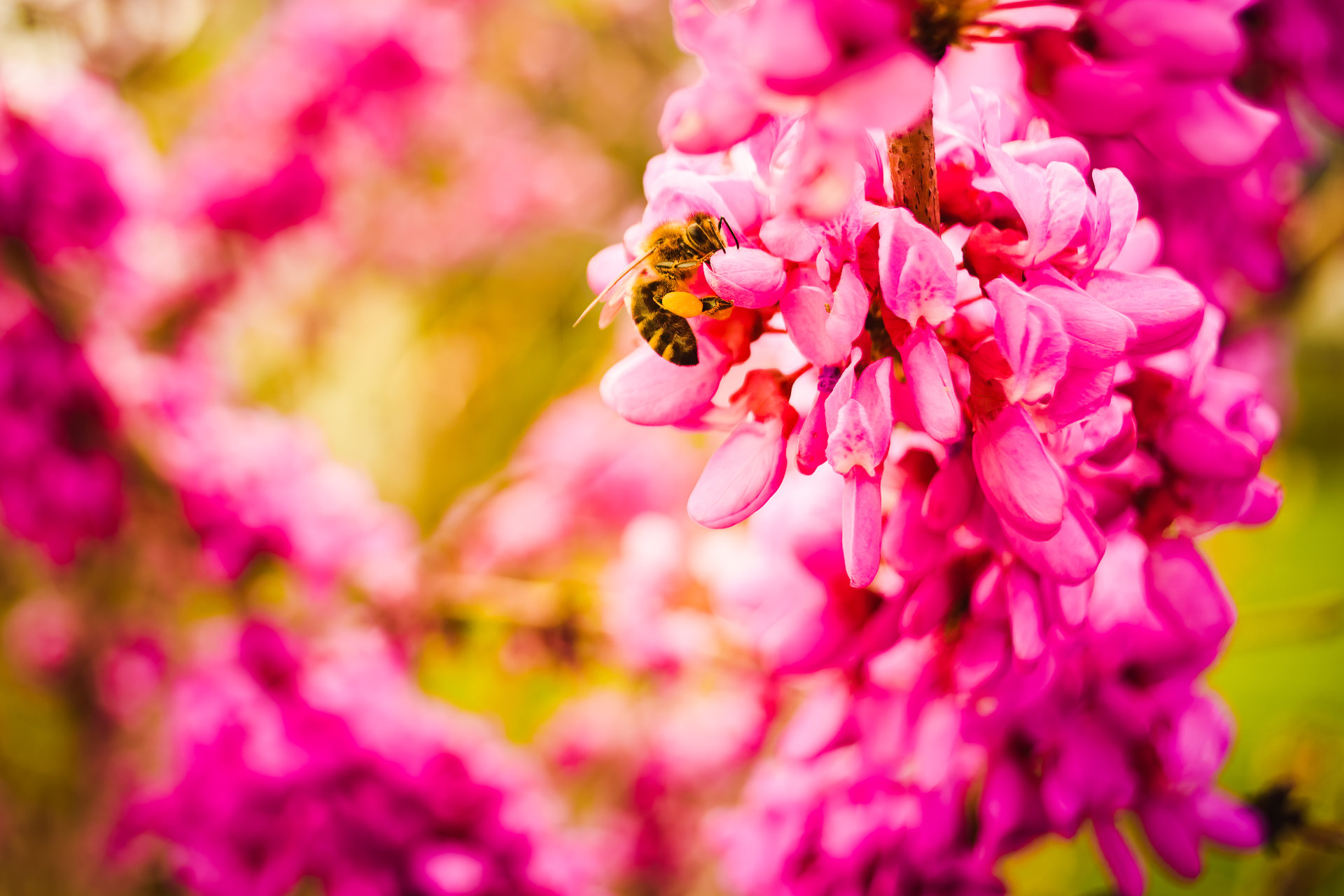 Honigbiene sammeln Pollen aus rosa Blüten