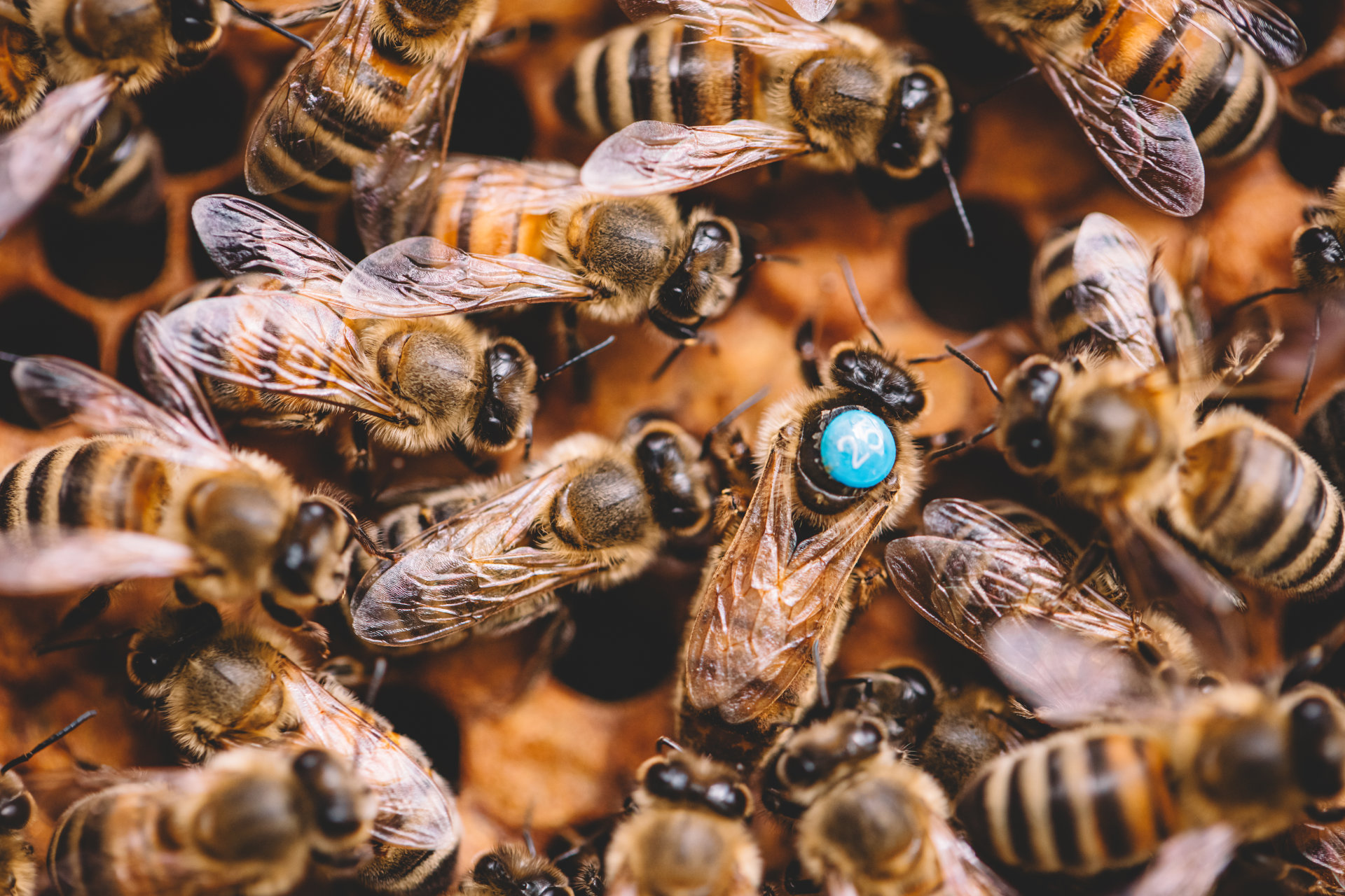 Honigbienen und Bienenkönigin auf Bienenwabe im Bienenstock