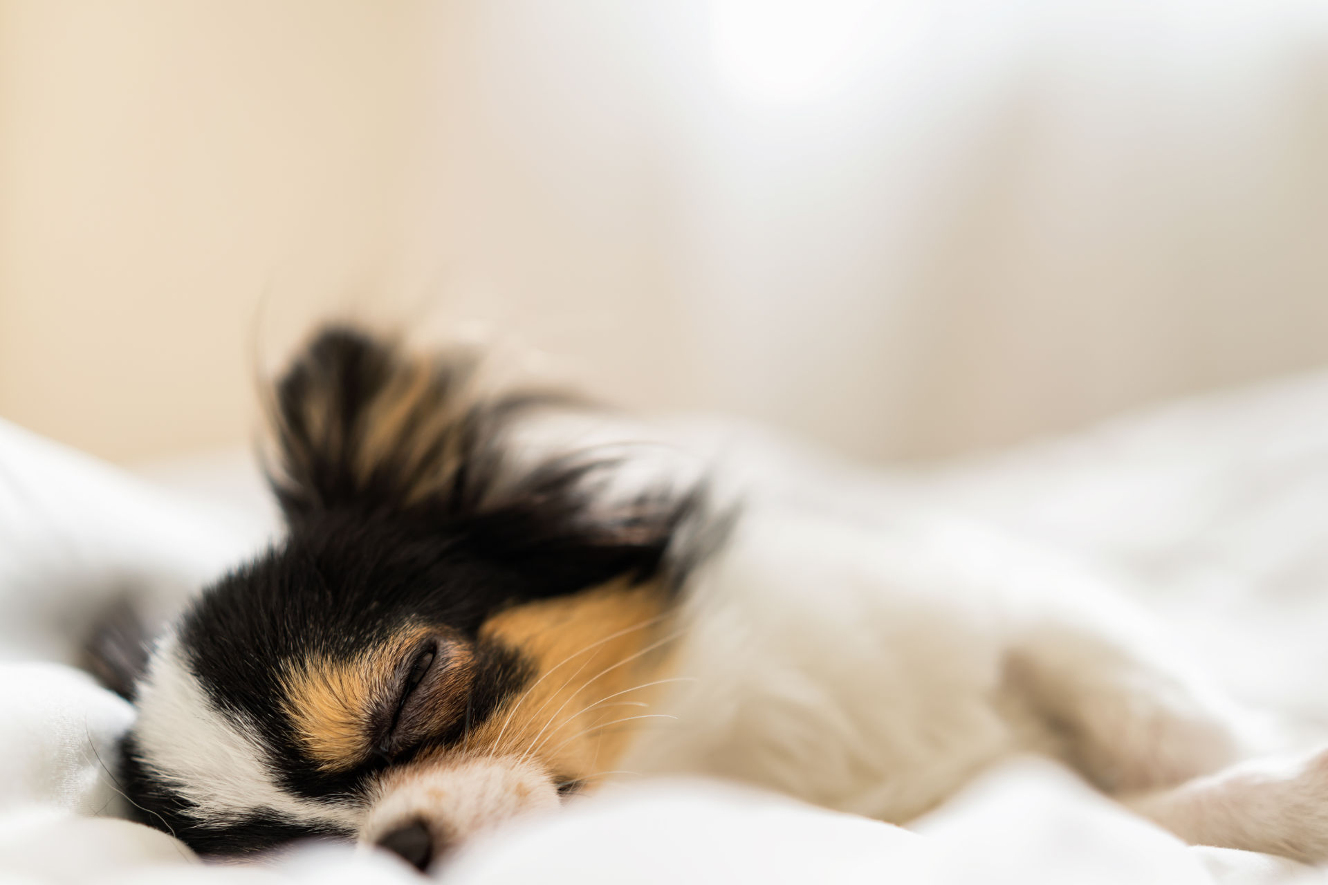 Kleiner süßer schläfrigen Chihuahua-Hund schläft