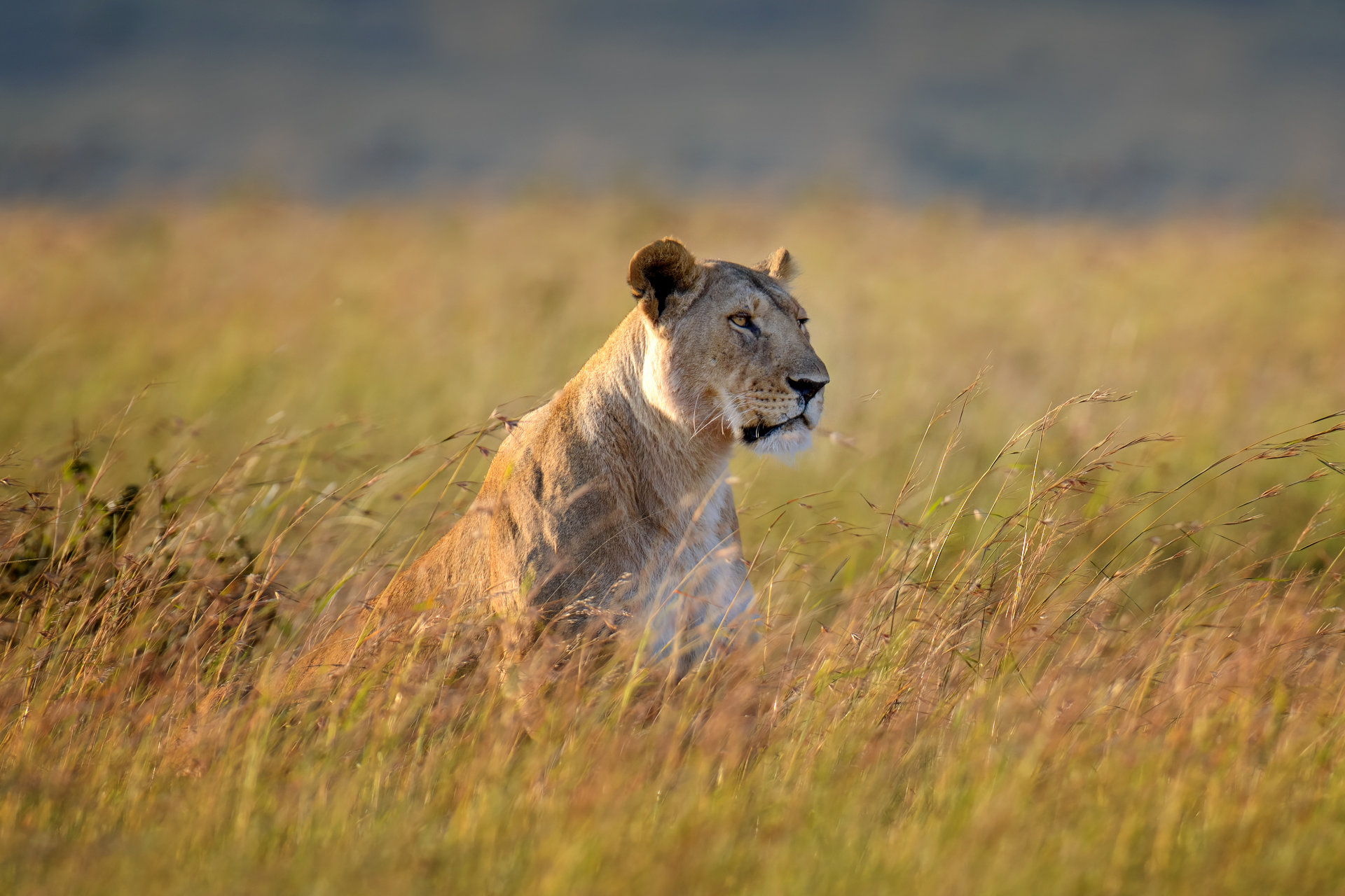 Löwe im Nationalpark von Kenia