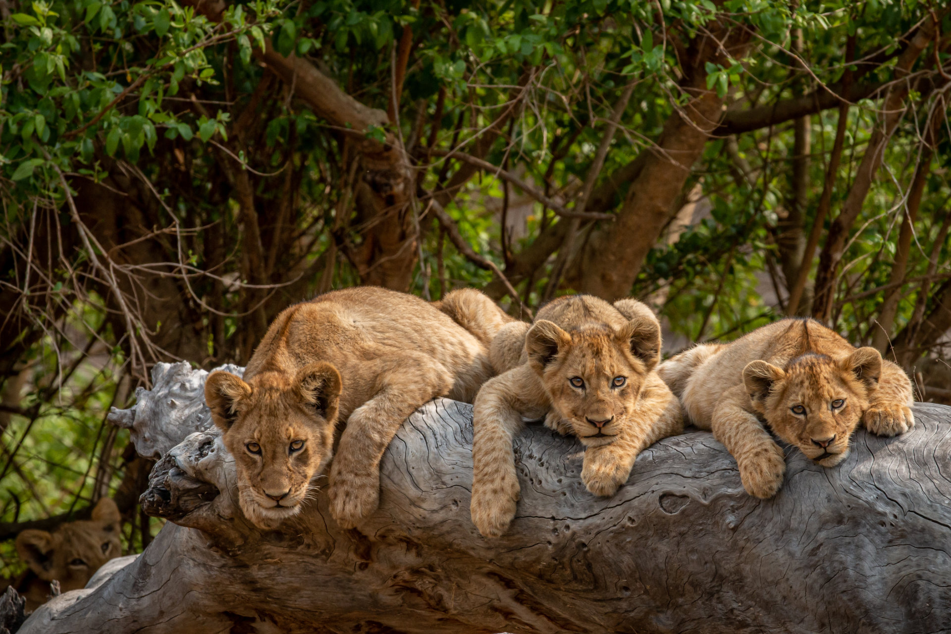 Löwenbabys liegen auf einem umgestürzten Baum