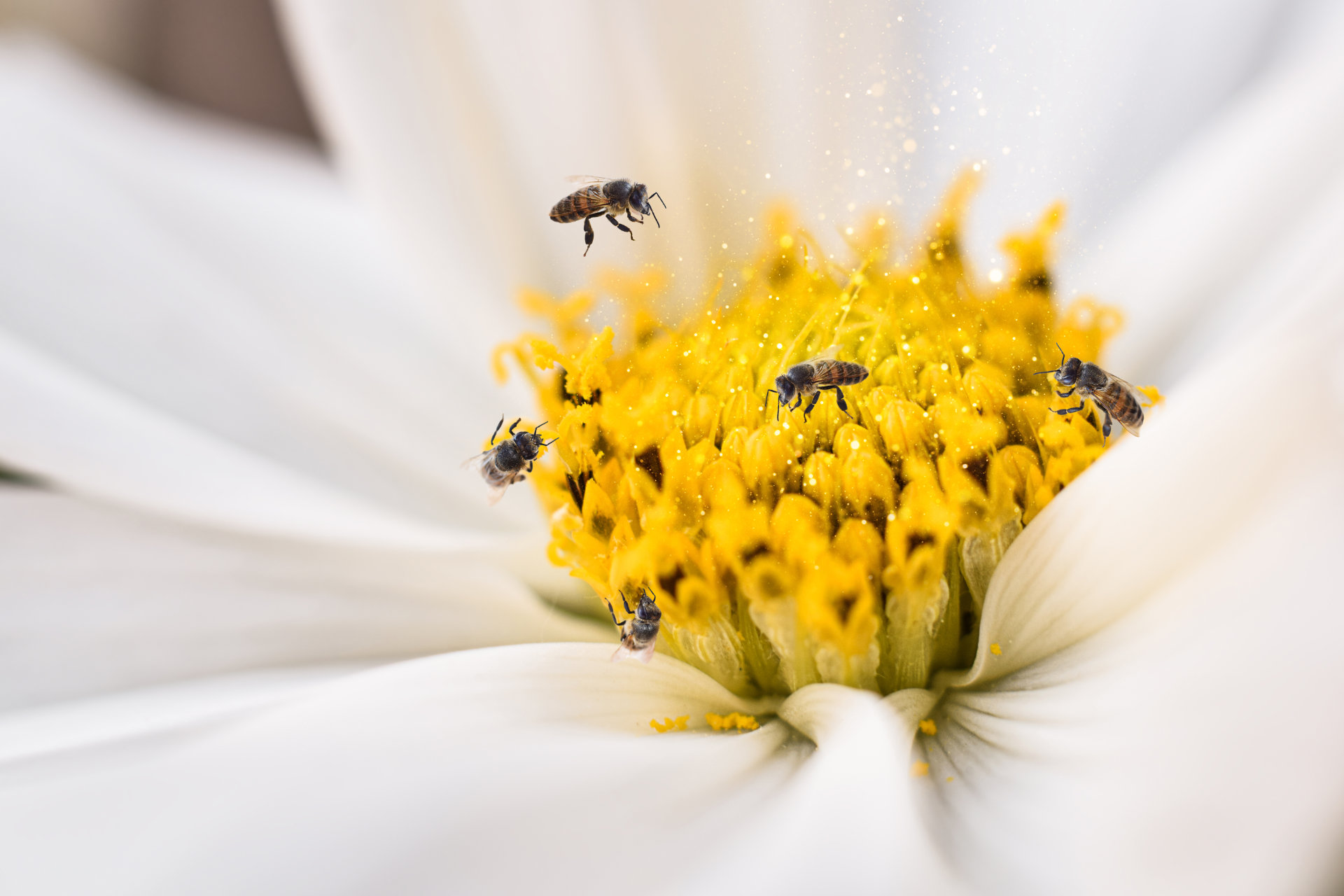 Makroaufnahme von Bienen, die Pollen auf weißer Blume sammeln