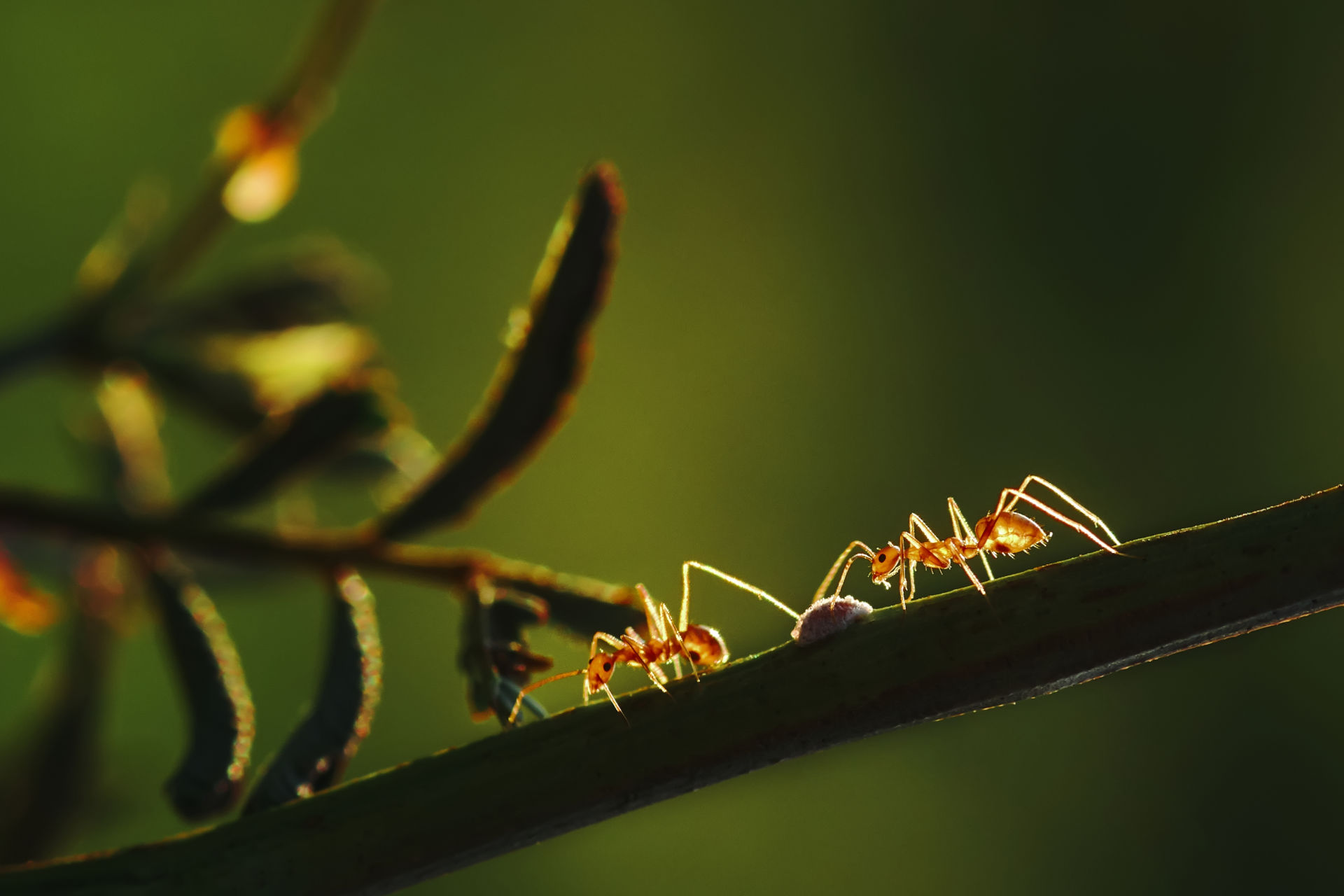 Nahansicht von Ameisenklettern