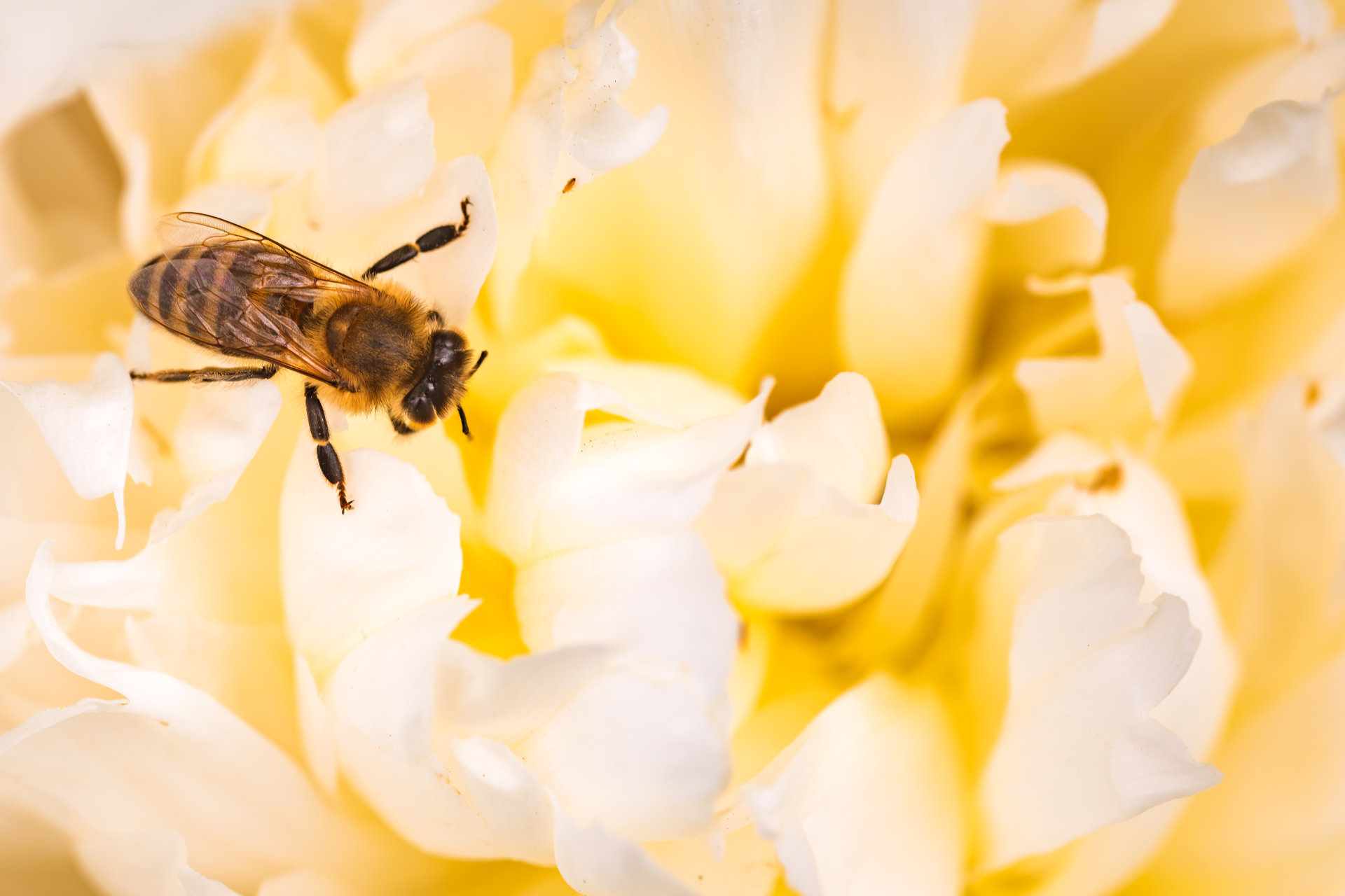 Nahaufnahme der Biene bei der Arbeit