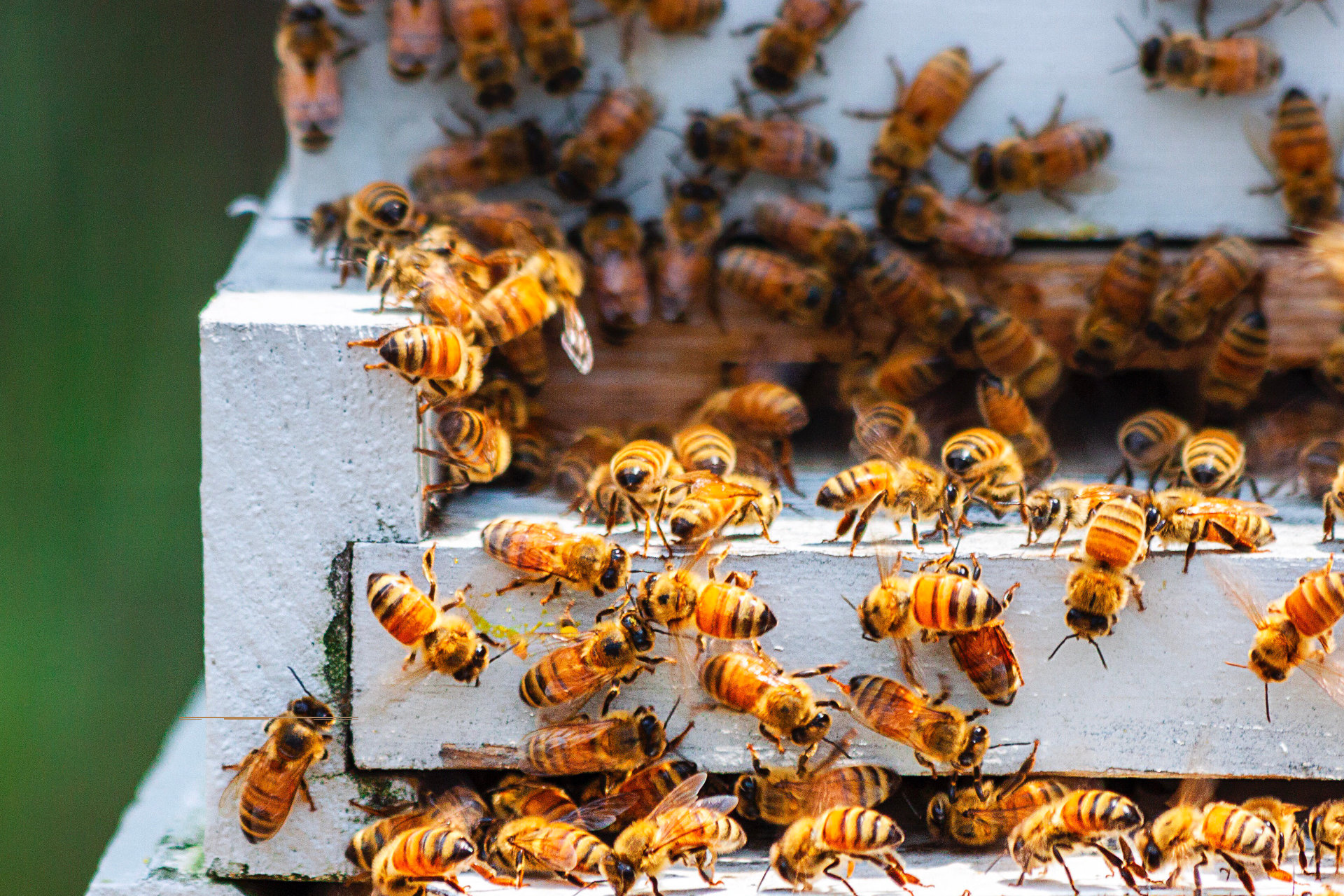 Nahaufnahme von Bienenstöcke