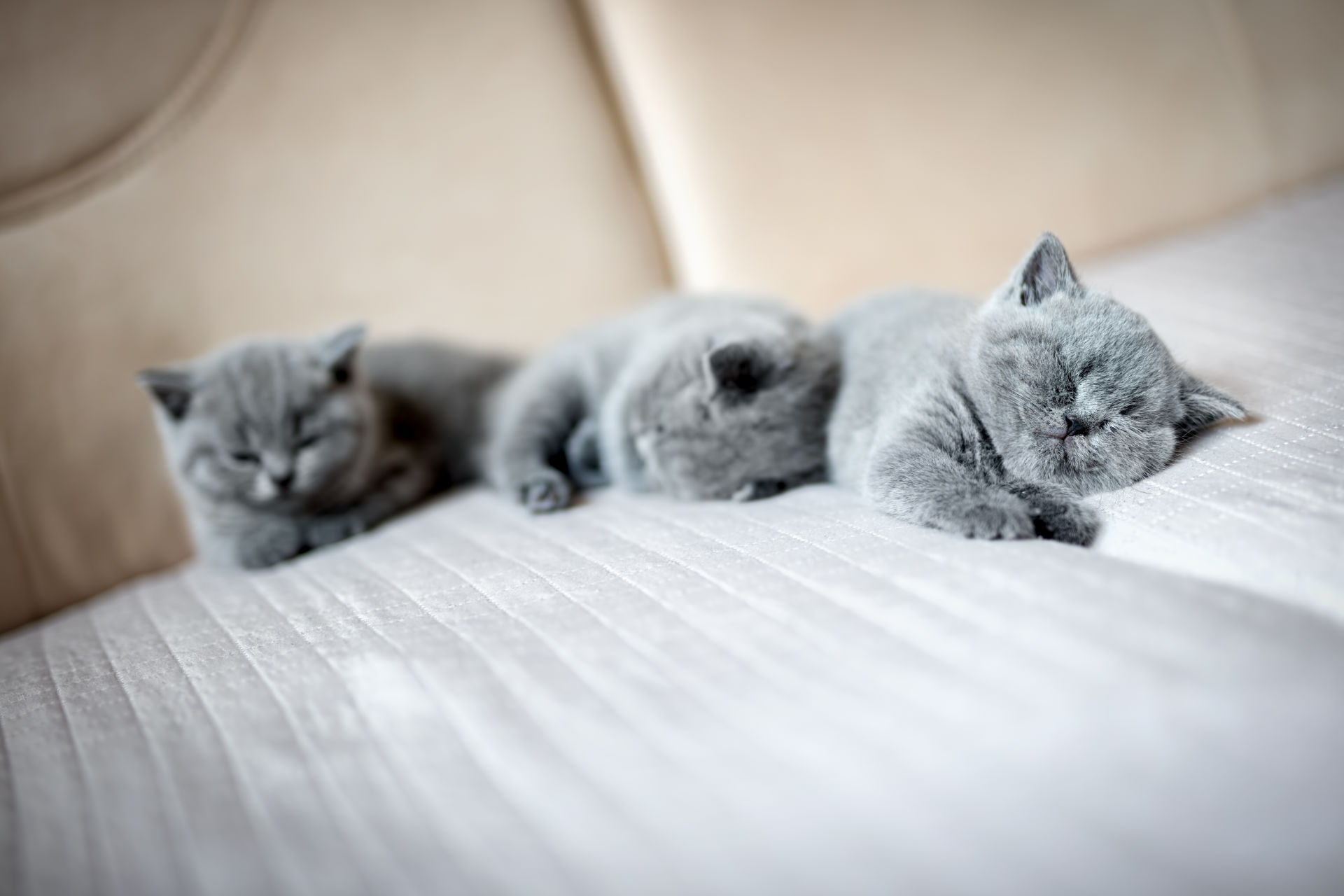 Niedliche Kätzchen liegen auf einer Couch