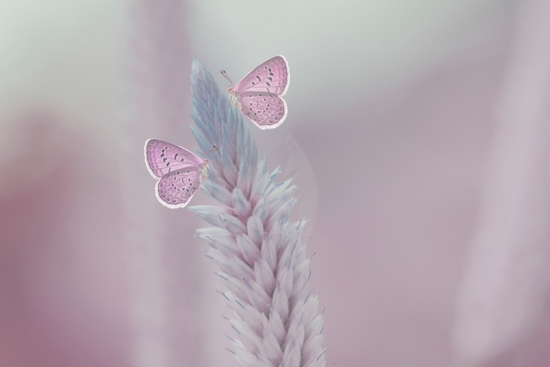 Rosa Schmetterlinge sitzen auf einer Blume