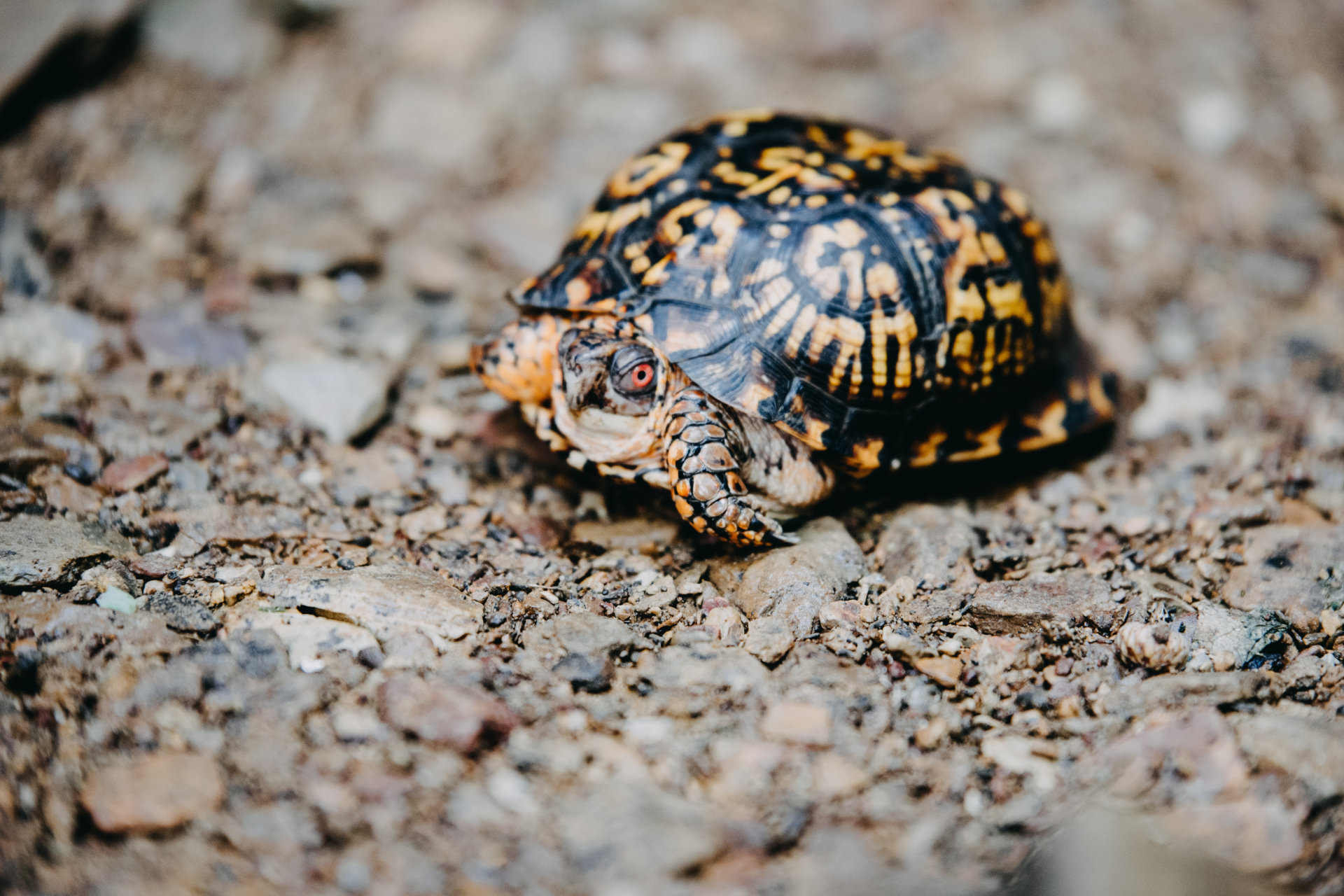 Eine Schildkröte auf dem Flussbett