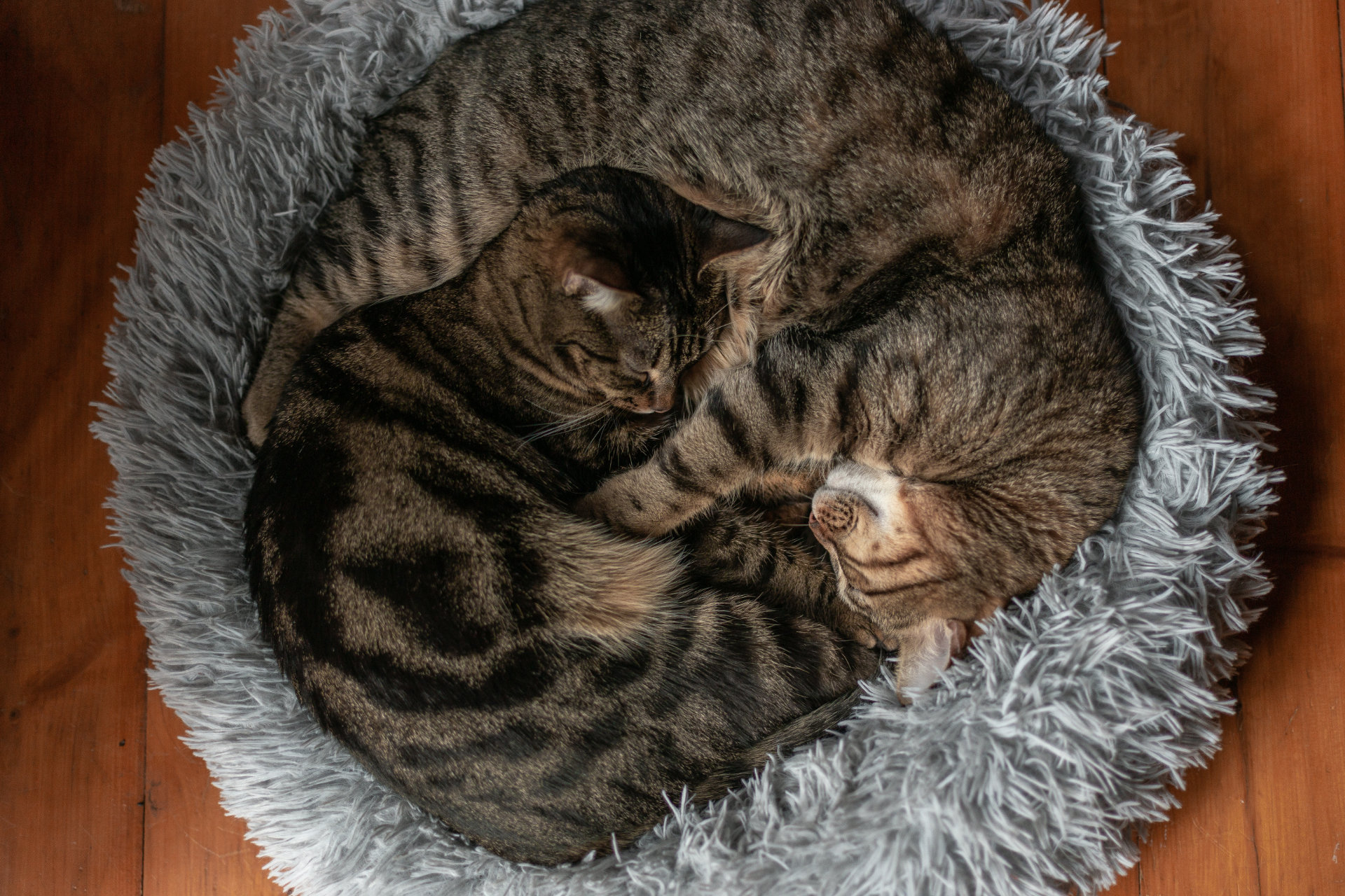 Zwei süße Katzen schlafen in einem flauschigen Katzenbett