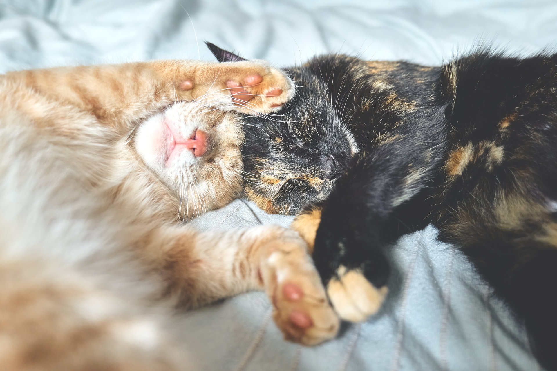 Zwei verliebte Katzen schlafen im Bett und umarmen sich gegenseitig