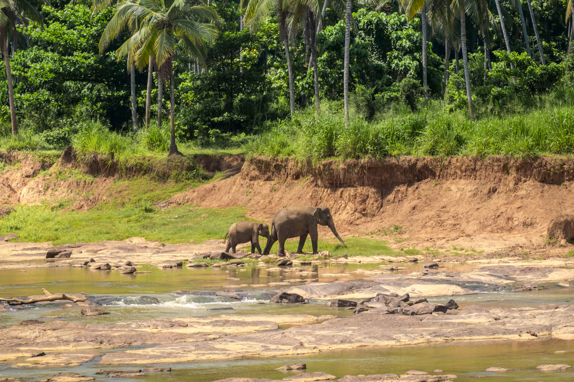 asiatische Elefanten überqueren Fluss