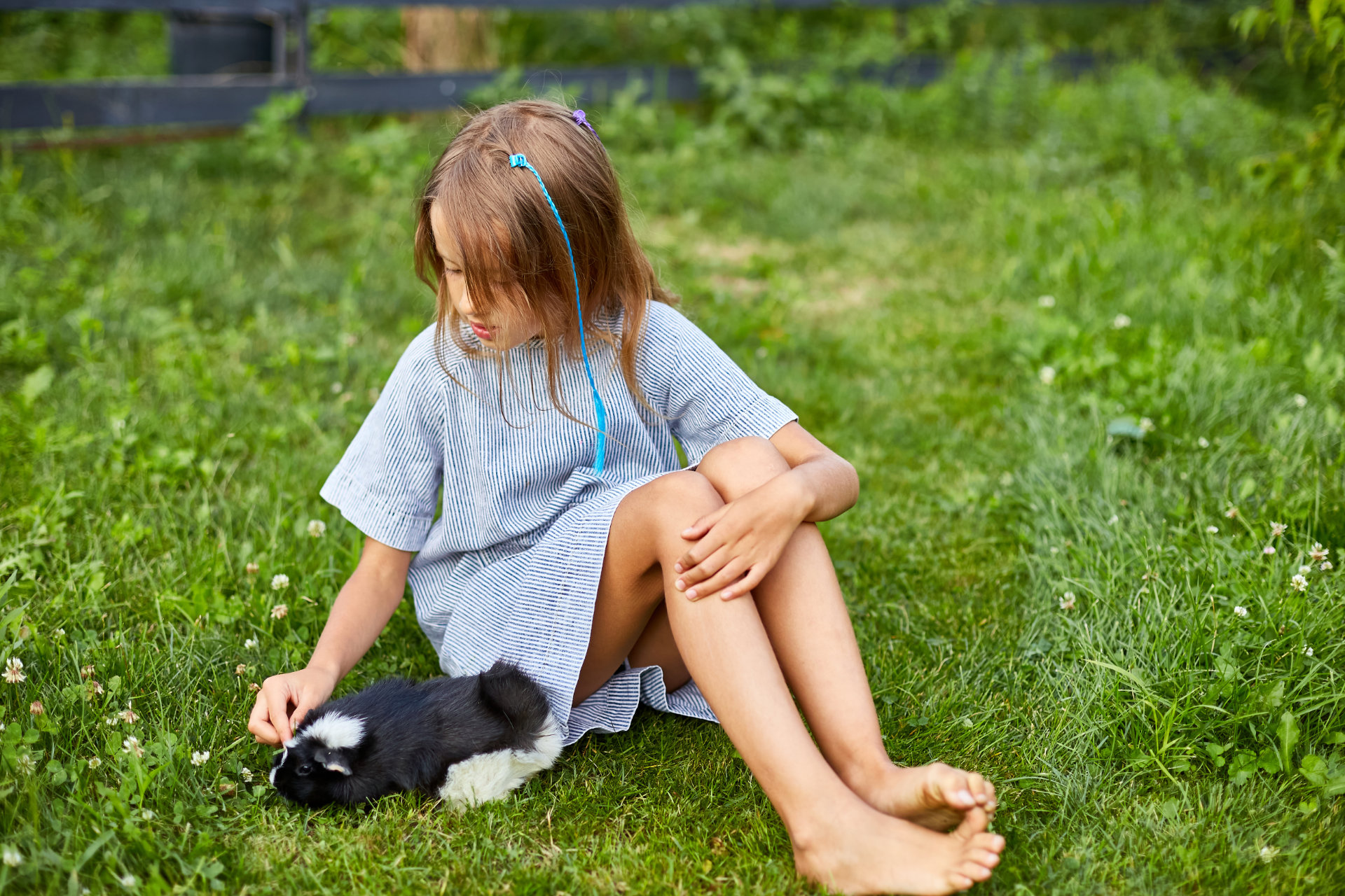 kleines Mädchen spielt mit Schwarzem Meerschweinchen, das im Sommer draußen sitzt