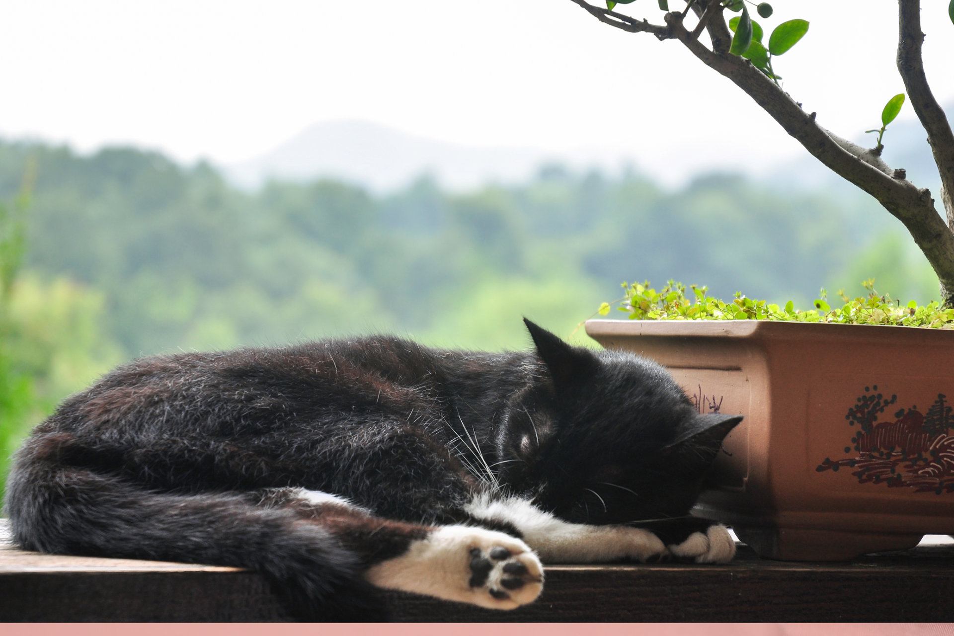 schlafende Katze auf dem Balkon