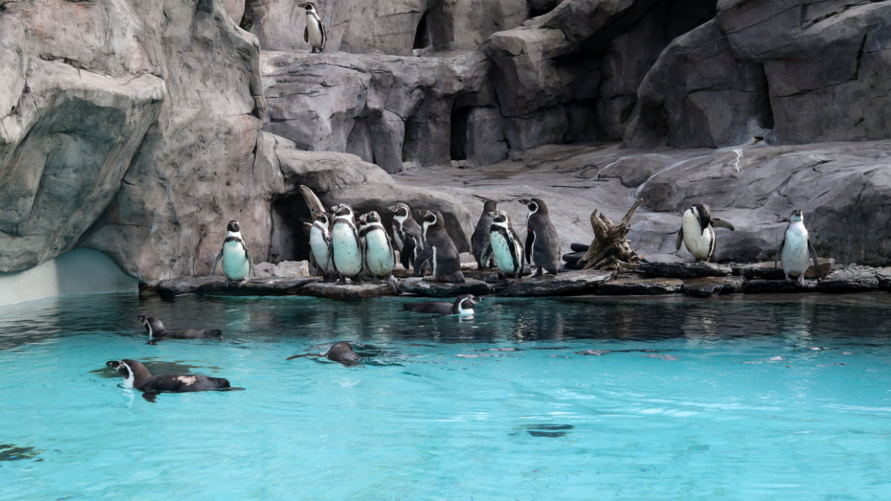 Gruppe von Pinguinen in der Nähe des Wassers